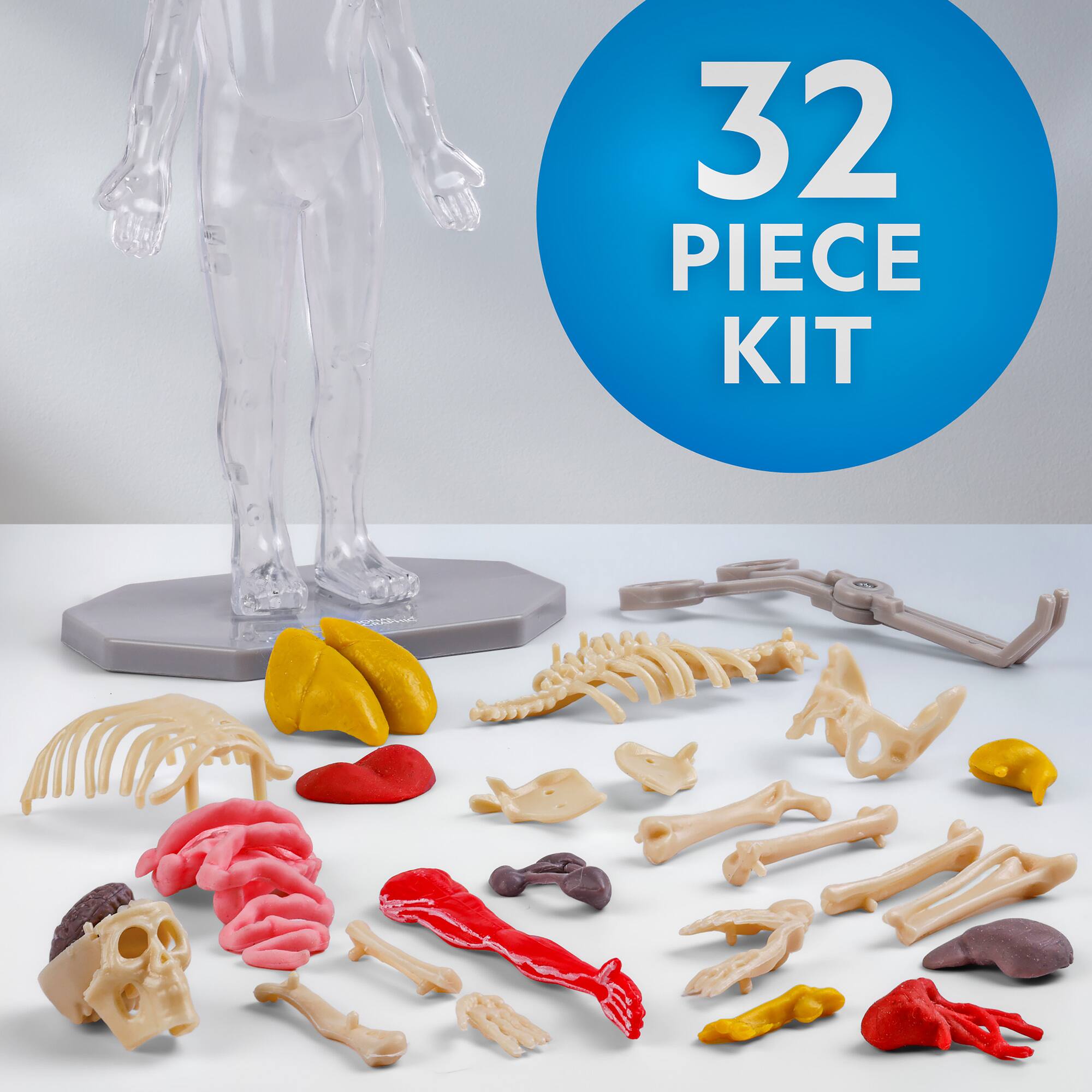 National Geographic™ Glow-in-the-Dark Human Body